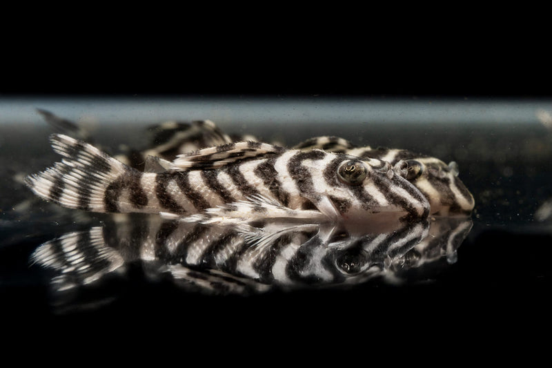 JA King Tiger Pleco fish with distinctive black and yellow striped pattern swimming in an aquarium.