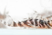 JA King Tiger Pleco fish with distinctive black and orange pattern, swimming in an aquatic environment.