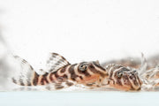 JA King Tiger Pleco fish swimming in an aquatic tank, showcasing its distinctive black and yellow striped pattern and sleek body.