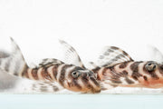 JA King Tiger Pleco fish with distinctive black and yellow striped pattern swimming in an aquarium.