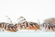 JA King Tiger Pleco fish swimming in an aquarium, showcasing distinctive black and yellow striped pattern on its body.