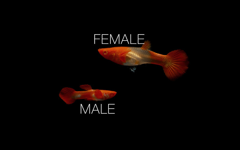 Pair of Koi Red Ear Guppies, vibrant fish with red and orange coloration, swimming in a clear aquarium.