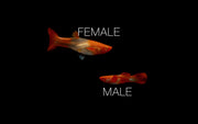 Pair of Koi Red Ear Guppies, vibrant freshwater fish from CT, showcasing bright red and orange coloration and delicate fins.