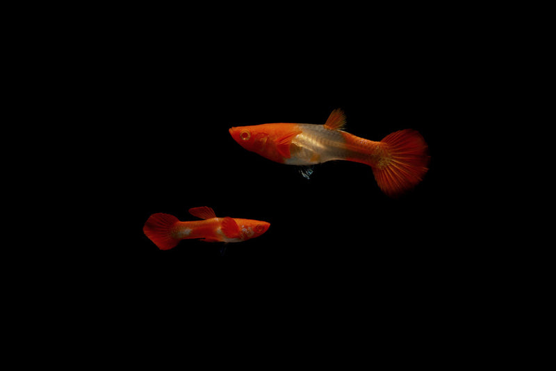 Pair of Koi Red Ear Guppies, colorful freshwater fish from CT, showing vibrant red and orange hues in a natural aquarium setting.