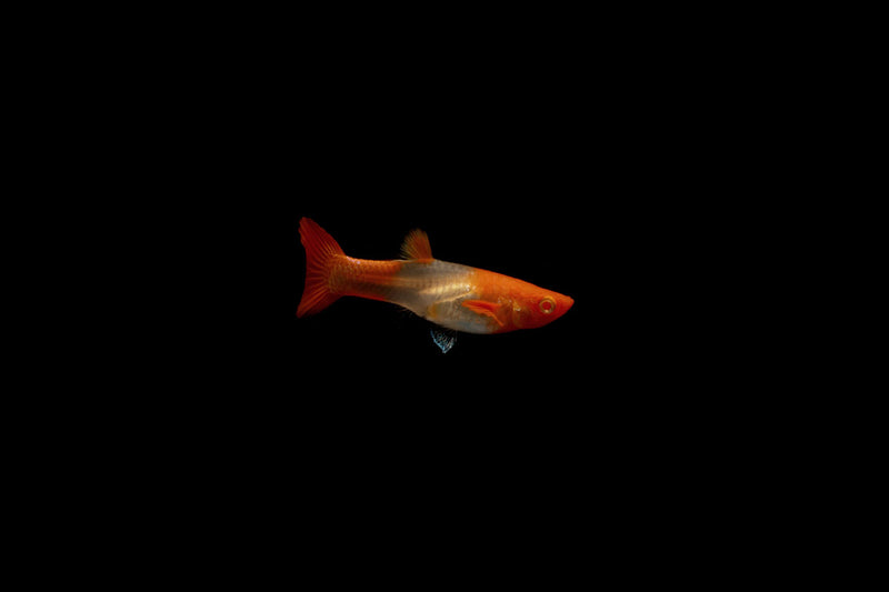 Pair of Koi Red Ear Guppies from CT, showcasing vibrant red and orange coloration with flowing fins in a freshwater aquarium.