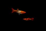 Pair of Koi Red Ear Guppies, colorful freshwater fish from CT, showcasing vibrant red and orange hues in a natural aquarium setting.