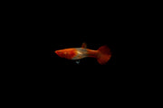 Pair of Koi Red Ear Guppies, vibrant colorful fish from CT, showcasing their bright red and orange hues in a freshwater aquarium.