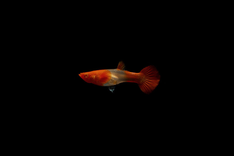 Pair of Koi Red Ear Guppies, vibrant colorful fish from CT, showcasing their bright red and orange hues in a freshwater aquarium.