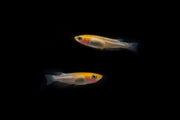 Small Komachi Medaka rice fish by CT, featuring vibrant coloration and delicate fins, displayed in a natural aquatic setting.