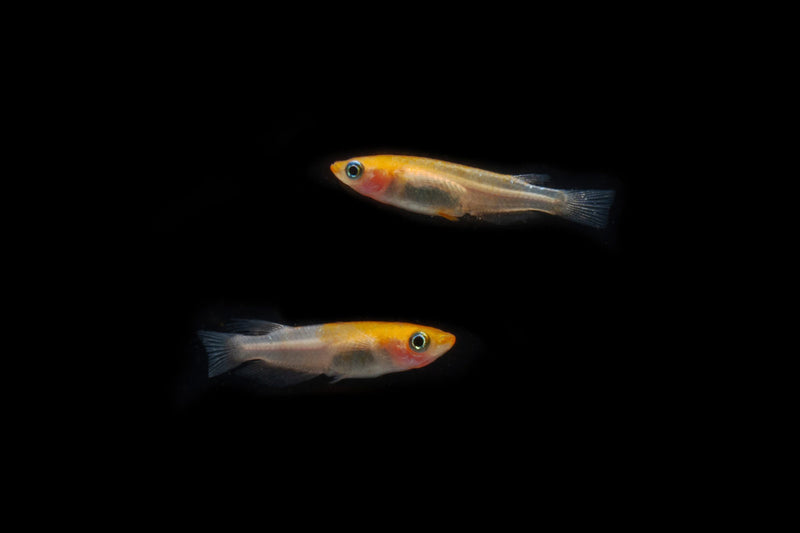 Small Komachi Medaka rice fish by CT, featuring vibrant coloration and delicate fins, displayed in a natural aquatic setting.