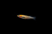 Small Komachi Medaka rice fish swimming in a clear aquarium, showcasing vibrant colors and delicate fins.