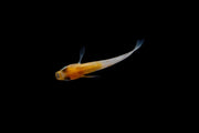 Small Komachi Medaka rice fish from CT, displaying vibrant colors and delicate fins, swimming in an aquatic environment.