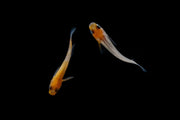 Small Komachi Medaka rice fish from CT, showcasing its vibrant colors and delicate fins in a clear aquarium setting.
