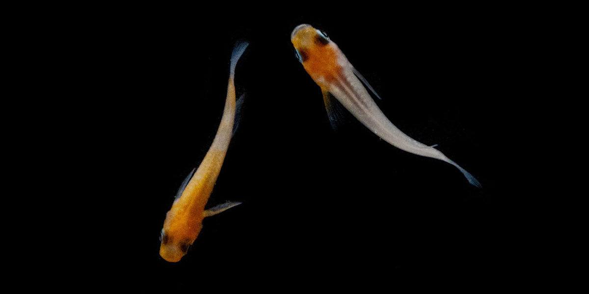 Komachi Medaka Rice Fish for Community Tanks