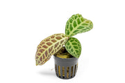 Labisia Jangkang aquatic plant by BUCE with green leafy stems, suitable for freshwater aquariums.