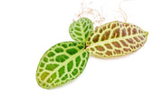 Healthy Labisia Jangkang aquatic plant by BUCE with vibrant green leaves, ideal for freshwater aquariums.