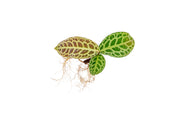 Labisia Jangkang aquatic plant in a clear aquarium, showcasing lush green foliage and vibrant underwater growth by BUCE.
