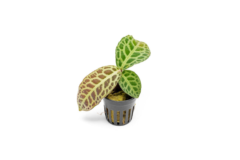 Healthy Labisia Jangkang aquatic plant from BUCE, with lush green leaves ideal for freshwater aquariums.