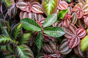 Labisia Musim terrarium plant by BUCE, showcasing vibrant green foliage in a natural setting for indoor decoration.