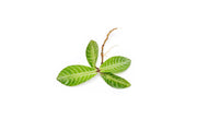 Labisia Musim terrarium plant by BUCE, lush green foliage with vibrant, broad leaves suitable for indoor terrarium decor.