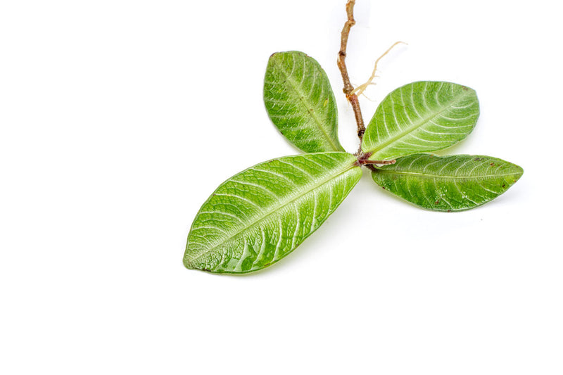 BUCE Labisia Musim terrarium plant with lush green foliage, ideal for indoor decorative terrarium arrangements.