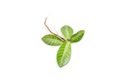 Labisia Musim terrarium plant from BUCE with lush green foliage, ideal for decorative indoor or outdoor terrarium displays.