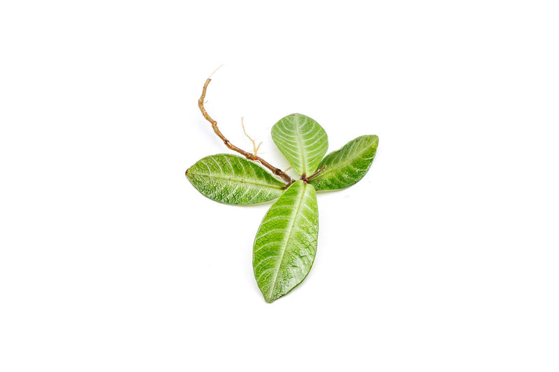 Labisia Musim terrarium plant from BUCE with lush green foliage, ideal for decorative indoor or outdoor terrarium displays.
