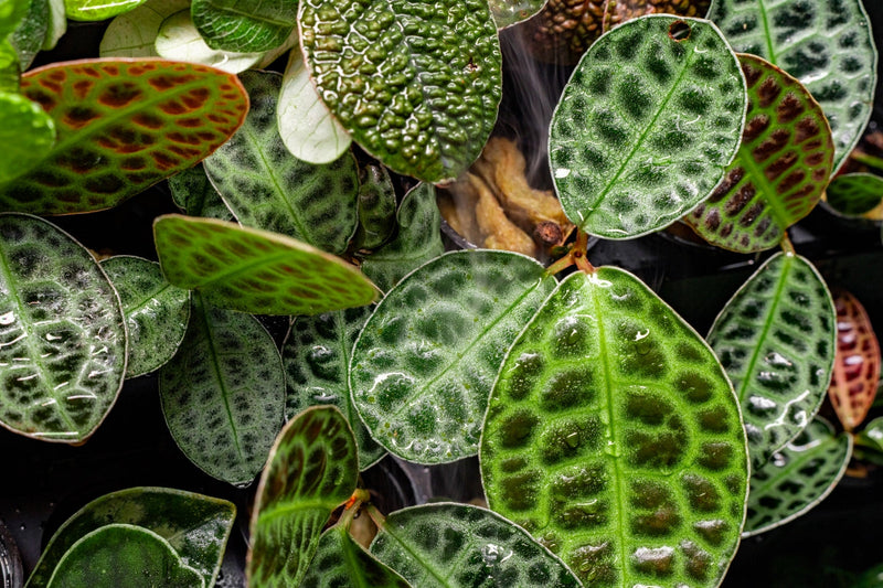 Labisia Sp Turtle Back terrarium plant by BUCE, featuring green foliage with textured turtle shell-like pattern for reptile habitats.