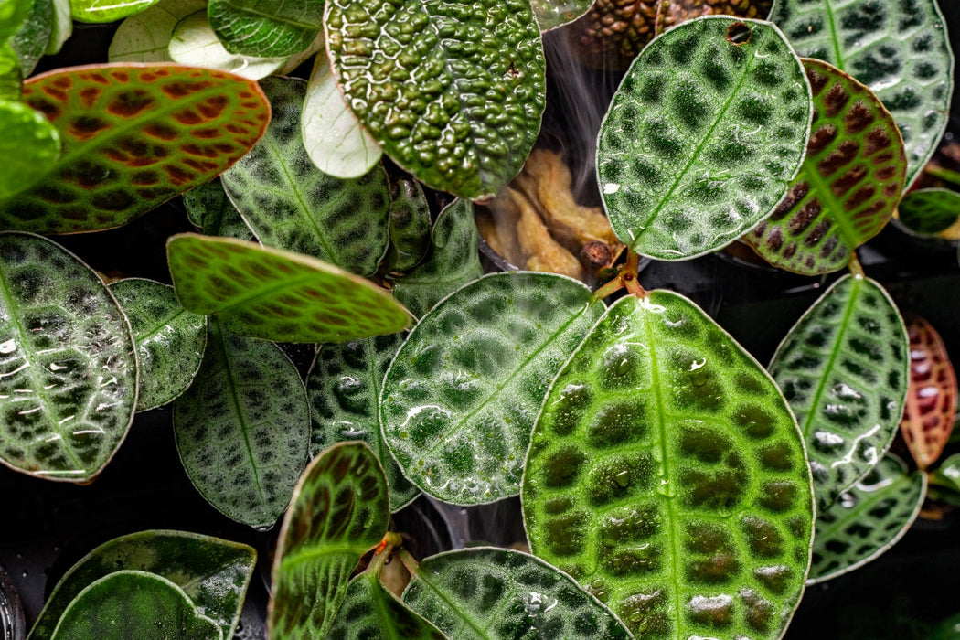 Labisia Sp Turtle Back Terrarium Plant — Buce Plant