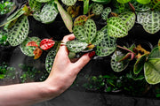 Labisia Sp Turtle Back terrarium plant by BUCE, lush green foliage with distinctive turtle shell pattern for indoor terrariums.