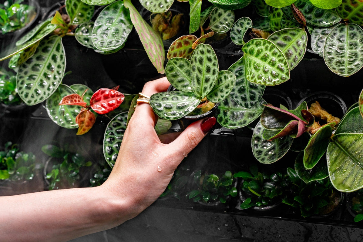 Labisia Sp Turtle Back Terrarium Plant — Buce Plant