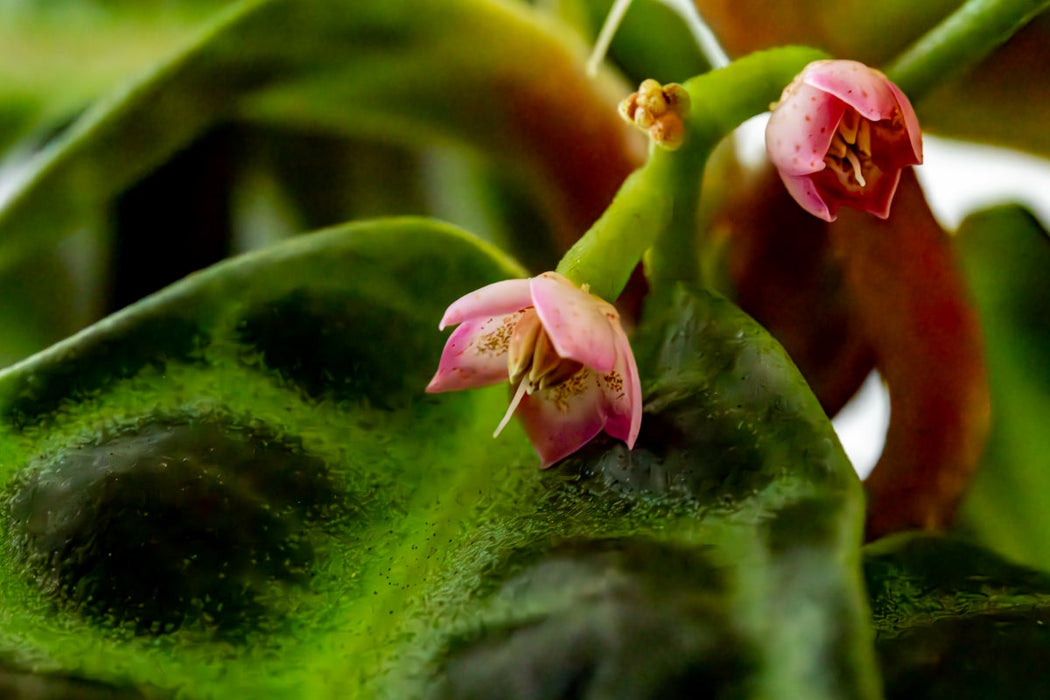 Labisia Sp Turtle Back Terrarium Plant — Buce Plant