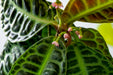 Labisia Sp Turtle Back Terrarium Plant — Buce Plant