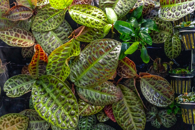 Labisia Sp Turtle Back terrarium plant by BUCE, green leafy plant with textured turtle shell pattern, suitable for reptile habitats.