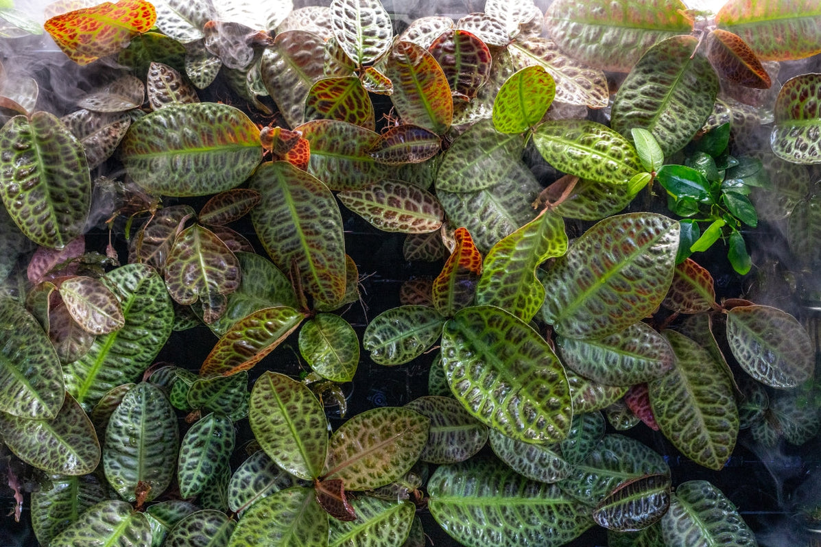 Labisia Sp Turtle Back Terrarium Plant — Buce Plant