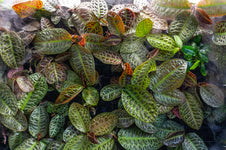 Labisia Sp Turtle Back Terrarium Plant — Buce Plant