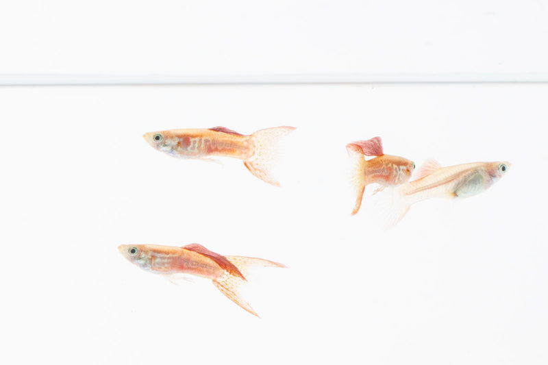 JA Lace Double Sword Guppies, colorful live fish with lace-like fins and distinctive double tail, swimming in an aquarium.