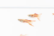 Pair of Lace Double Sword Guppies, colorful freshwater fish with flowing fins, from JA brand, swimming in clean aquarium water.