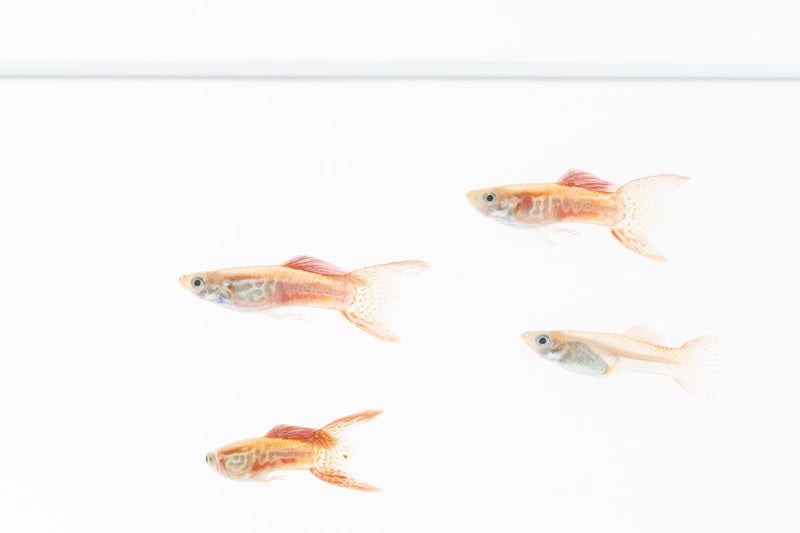 JA Lace Double Sword Guppies, colorful freshwater fish with flowing fins, swimming in a clean aquarium.