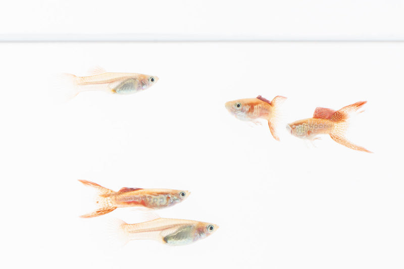 JA Lace Double Sword Guppies, vibrant freshwater fish with flowing fins, ideal for home aquariums.