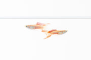JA Lace Double Sword Guppies, colorful freshwater fish with elegant lace-patterned fins swimming in an aquarium.
