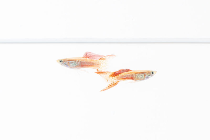 JA Lace Double Sword Guppies, colorful freshwater fish with elegant lace-patterned fins swimming in an aquarium.
