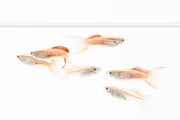 Beautiful Lace Double Sword Guppies, vibrant freshwater fish by JA with flowing fins and distinctive coloration.