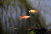Pair of Lace Double Sword Guppies, vibrant freshwater fish with elegant lace-like fins, from JA brand.