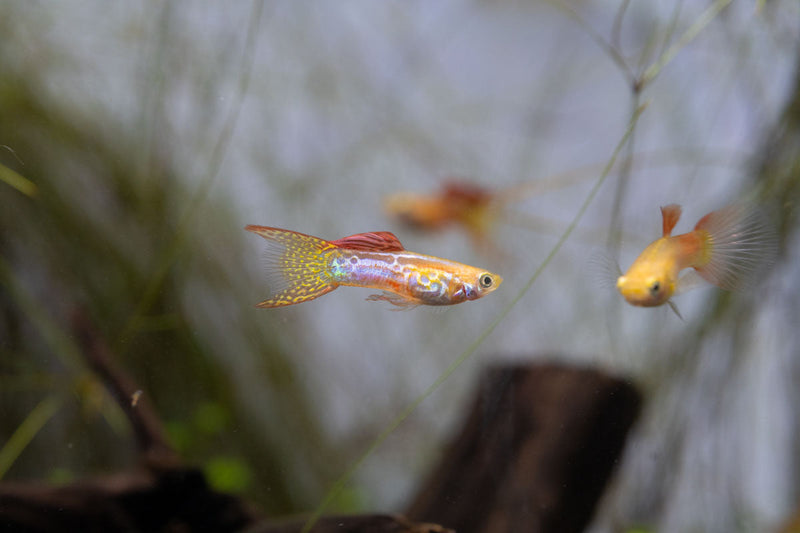 Juvenile Lace Double Sword Guppies, colorful freshwater fish with flowing fins, by JA, swimming in an aquarium.
