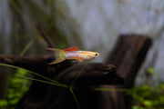 Bright Lace Double Sword Guppies, vibrant freshwater fish by JA with flowing fins and colorful patterns.