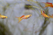 Healthy Lace Double Sword Guppies, vibrant fish with elegant fin patterns, swimming in an aquarium. JA brand freshwater fish.