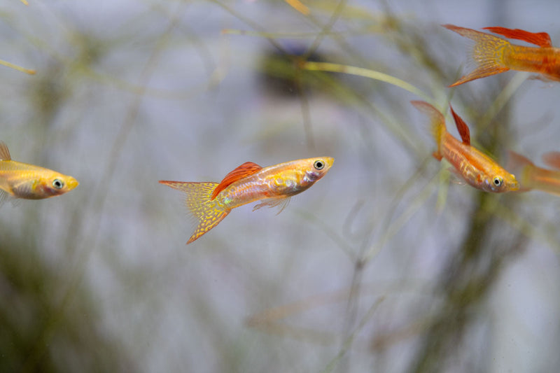 Healthy Lace Double Sword Guppies, vibrant fish with elegant fin patterns, swimming in an aquarium. JA brand freshwater fish.