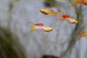 Bright Lace Double Sword Guppies, colorful freshwater fish by JA, showcasing their vibrant fins and elegant appearance.