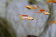 Lace Double Sword Guppies